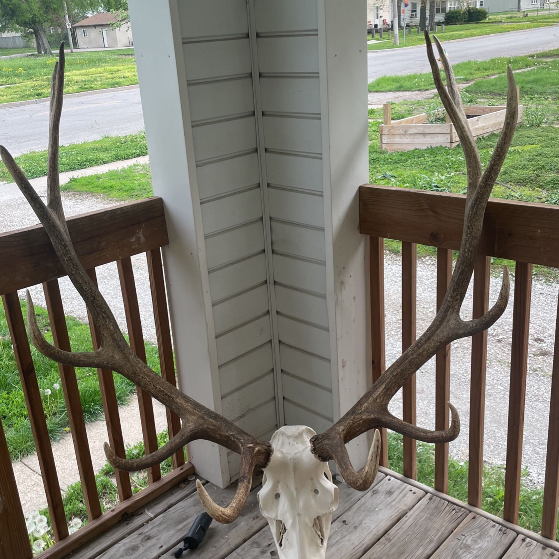 Full Alaskan Elk Rack 