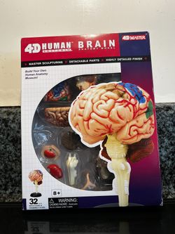 Toy Brain Model