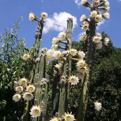 San Pedro cactus 🌵 