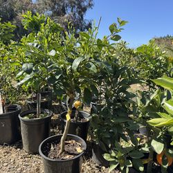 Bearss limes, Oranges & Lemons