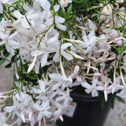 Live Pink Jasmine Plant 4” Pot Rare Fragrant Flower Vine Plants