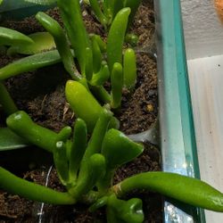 gollum jade (ET fingers) rooted cuttings