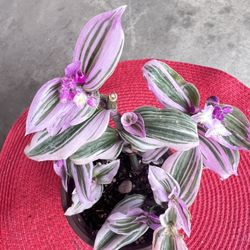 Tradescantia Nanouk Outdoor Plant