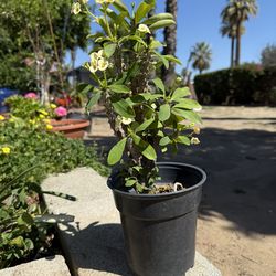 Corona de Cristo Plants/Flowers