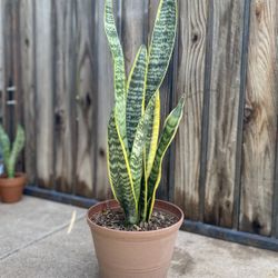 Indoor Mother-in-Law Or Snake Plant