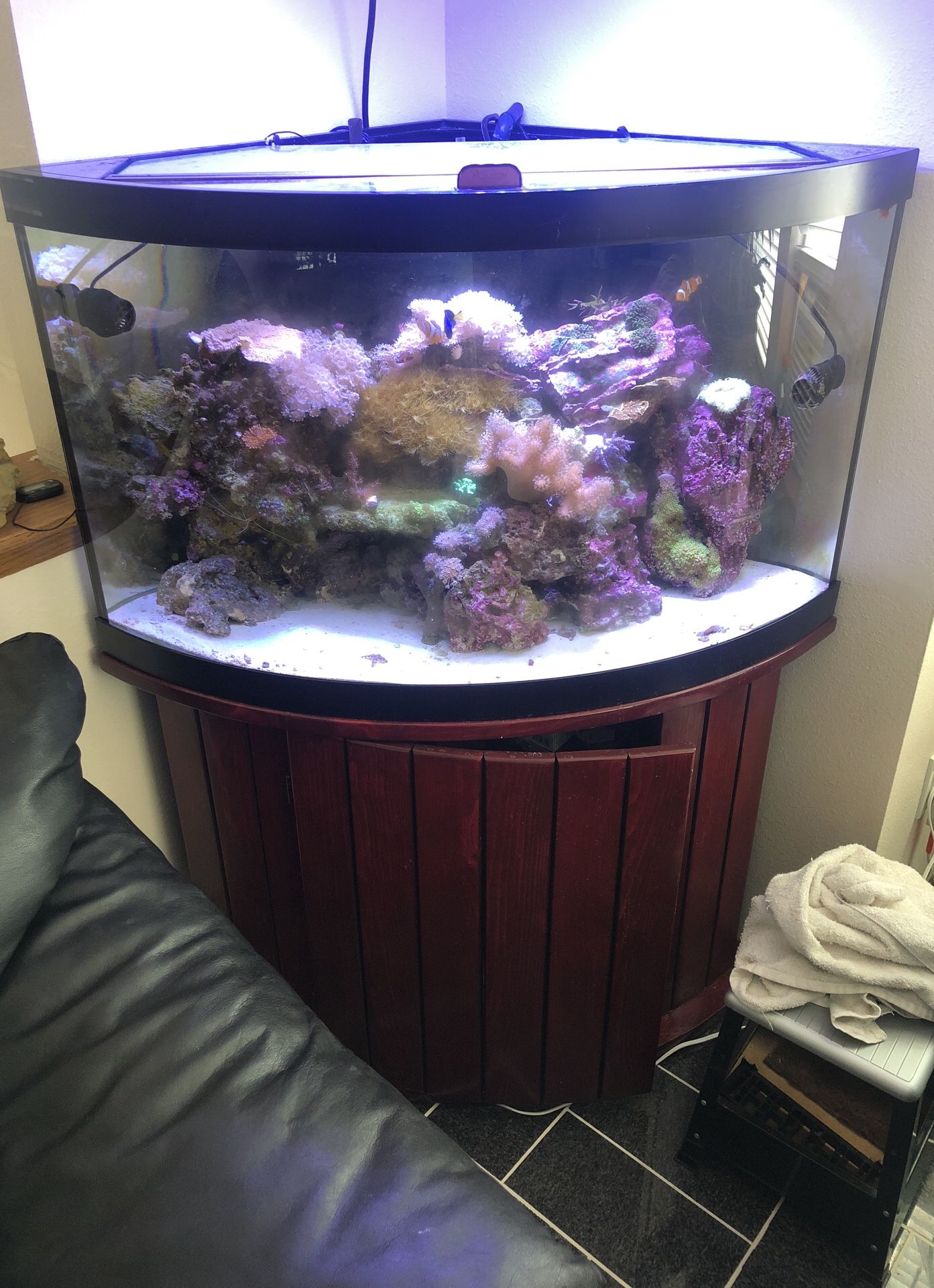 Complete 54 Reef Aquarium Fish tank