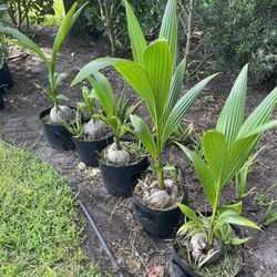 Coconut Palm Tree