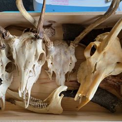 Assorted Animal Skulls and Related