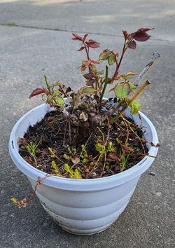 Nice Plastic Flower Pot With a Rose Bush And Creeping Jenny