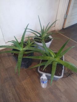 Aloe vera plants