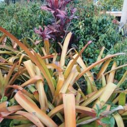Achmea Blanchetiana Red Flowers Landscape Plant
