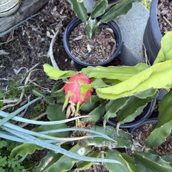 Dragonfruit Plants