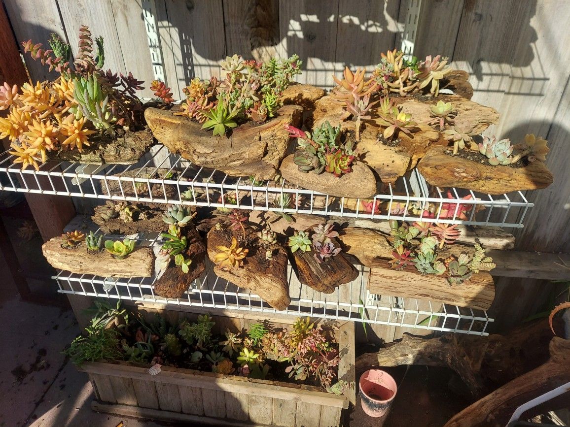 Driftwood Planters with Succulent Arrangements