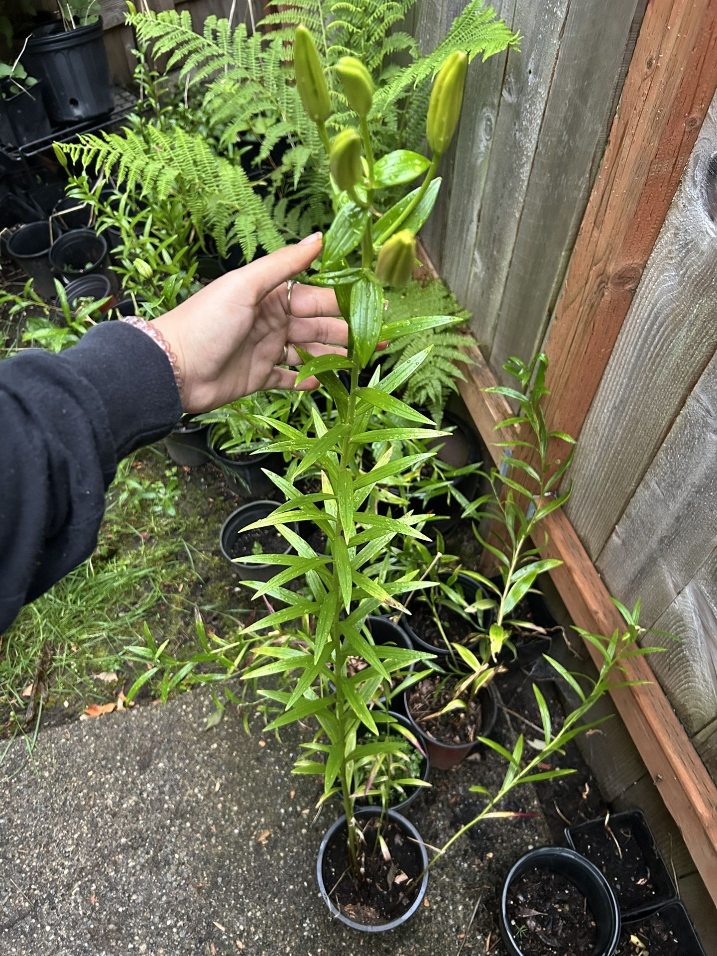 Planted Lilies