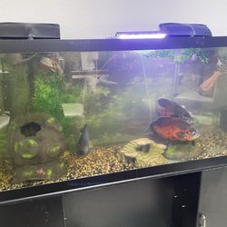 112 Gallon Fish Tank Aquarium 
