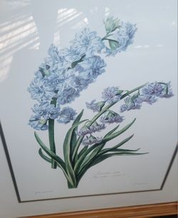 Jacinthe double. Hyacinthus orientalis L. from: [Fleurs

