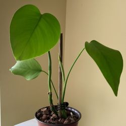 Monstera Deliciosa