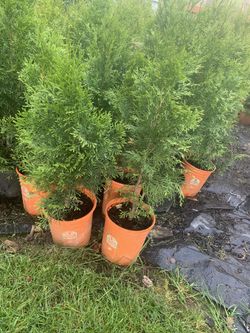 Arborvitae Trees 