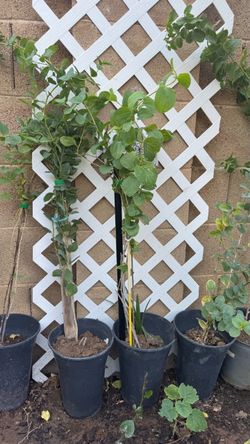 jujube trees