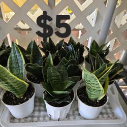 Snake Plants