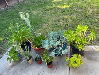 Plant Lot Only $25
