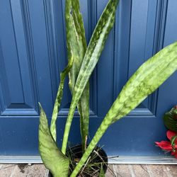 Snake Plant 