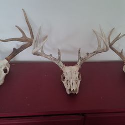 3 Skull Replicas!