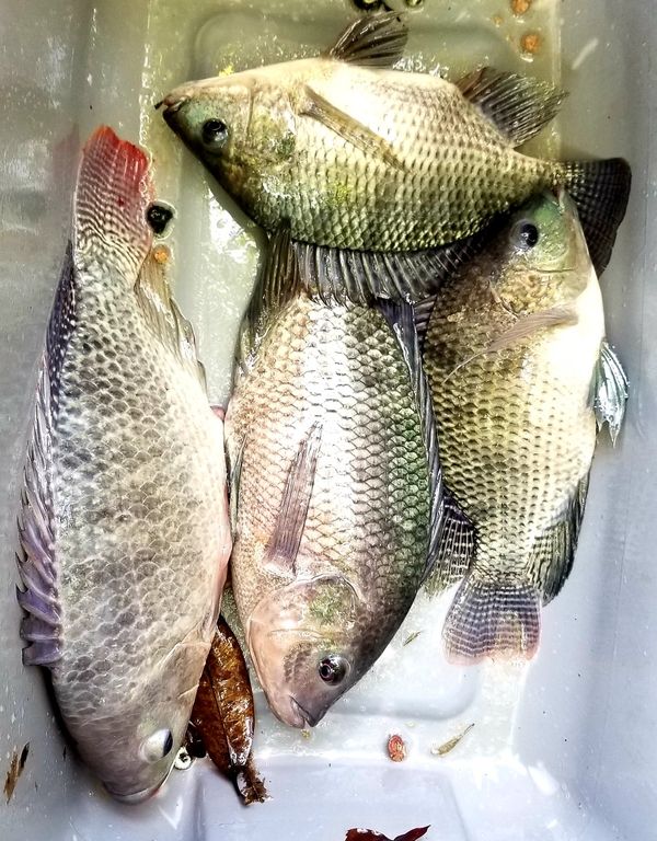 Fresh swimming tilapia fish for Sale in Miami, FL OfferUp