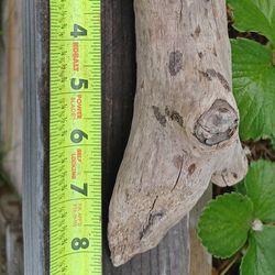 Driftwood Beaver Chewed from Washington State river