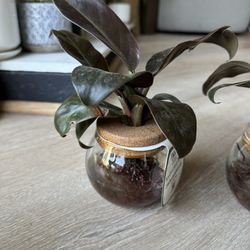 Water propogation Pot With Plant