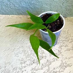 Hoya Polyneura  Plant 