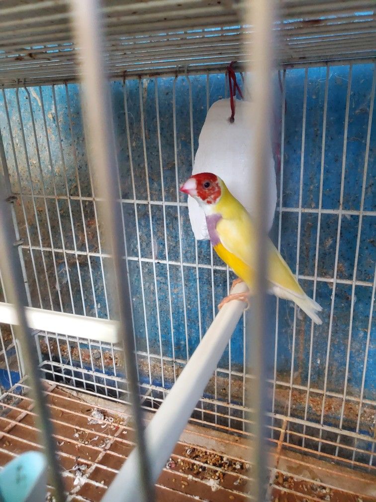 Cage For Gouldians 