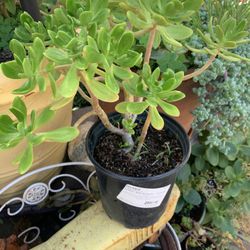 Succulent In 1 Gallon. 