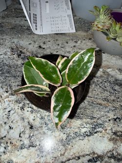 Hoya crimson princess plant