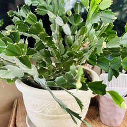 Beautiful Christmas Cactus