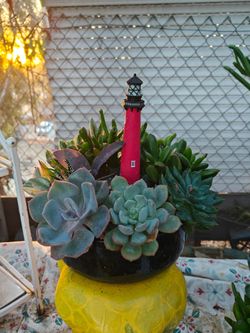 Beautiful Succulents Arrangements
