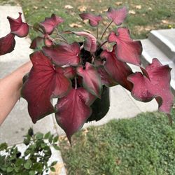 Caladium Red Frills 