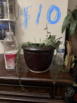 Plants