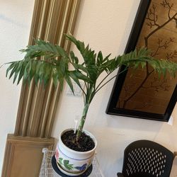 Palm 34 Inch Tall . Pot Is 10 Round X 8.5 Tall.