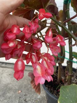 Angel Wing Begonia Cane Plant, In 5 Gallóns Pot Blooming Red Large Flowers Is Outdoor Shade Plant Pick Up Only