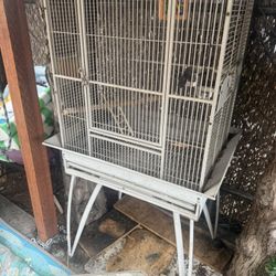Bird Cage 