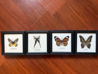 Butterfly Decorations