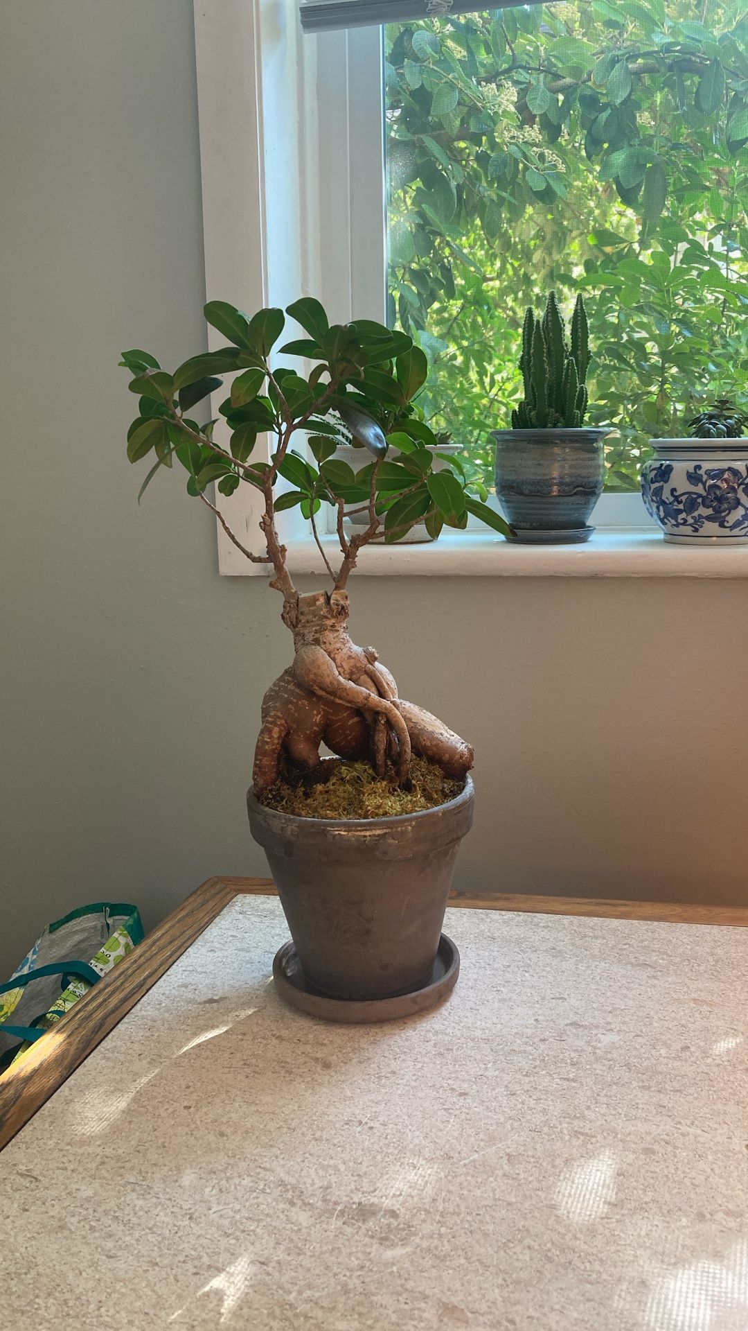 Plants