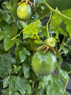 Purple Passion Fruit Vines