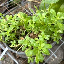 Suculenta