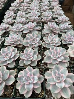 Variegated purple delight 4” pot