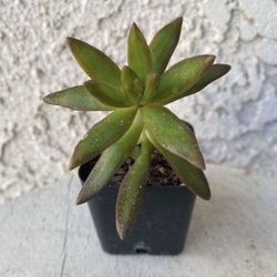 2 Inch Pot Succulent Plant - Sedum Adolphii - Firestorm - Rooted & Established - Drought Resistant -🪴 Great as Baby Shower or Wedding Favors