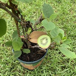 Kiwi Fruit Plant(2 Plant Male And Female)