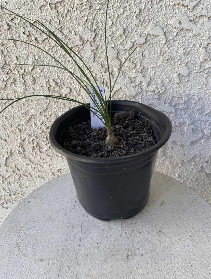 6 Inch Pot Rare Succulent Plant - Albuca Polyphylla - Augrabies Hills - Rooted & Established - Drought Resistant - 🪴