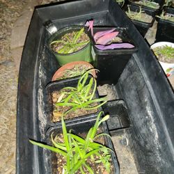 Garden Plants